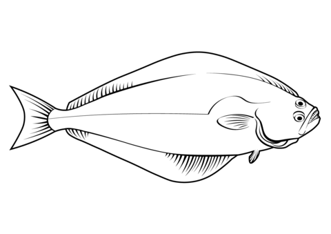 Atlantic Halibut (Hippoglossus Hippoglossus) Coloring Page